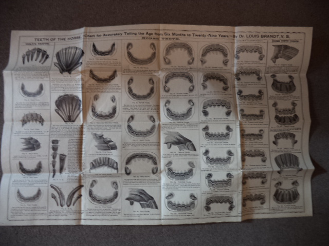Image for Teeth of the Horse, Chart for Accurately Telling the Age from Six Months to Twenty-Nine Years