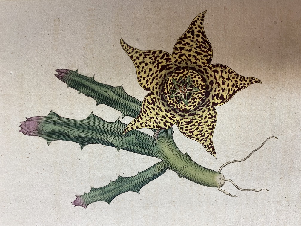 Image for The Botanical Magazine; or, Flower-Garden Displayed  [Volumes I through VIII; 1788-1794. 389 plates]