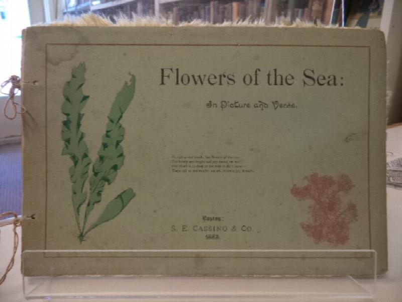 Image for Flowers of the Sea : In Picture and Verse